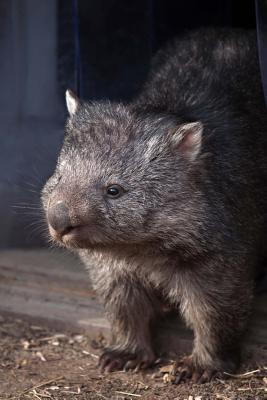 Read Wombat Journal: 150 Page Lined Notebook/Diary - NOT A BOOK file in ePub