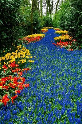 Read Floral River Field in Keukenhof Netherlands Journal: 150 Page Lined Notebook/Diary - NOT A BOOK file in PDF