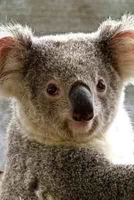 Read A Koala Bear from Australia Journal: 150 Page Lined Notebook/Diary - NOT A BOOK file in PDF