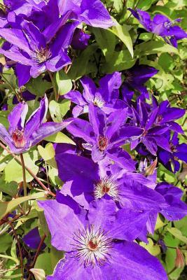 Download A Purple Clematis Flower Journal: 150 Page Lined Notebook/Diary - NOT A BOOK file in PDF