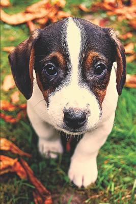 Read Cute Jack Russell Terrier Puppy: Journal Notebook for blank lined pages for Jack Russell Terrier Dog Lovers - Perky Pages file in PDF
