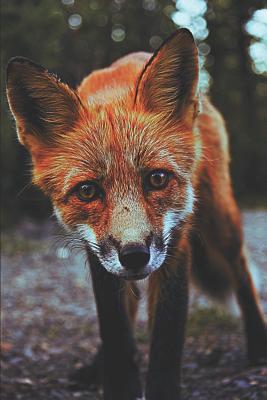 Read online Red Fox Lovers Journal: Notebook Journal with blank lined pages for Fox Lovers - Perky Pages | ePub